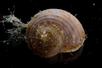 Media type: image;   Malacology 394025 shows cataloged_item 394025 Description: Image of live gastropod taken shortly after collection.;  Aspect: API